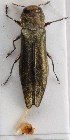 (Agrilus suvorovi - ZMUO.016726)  @14 [ ] CreativeCommons - Attribution Non-Commercial (2012) Marko Mutanen University of Oulu