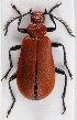  (Pyrochroa serraticornis - ZMUO.016839)  @14 [ ] CreativeCommons - Attribution Non-Commercial (2014) Marko Mutanen University of Oulu
