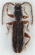  (Dendrophagus crenatus - ZMUO.024217)  @14 [ ] CreativeCommons - Attribution Non-Commercial (2015) Marko Mutanen University of Oulu