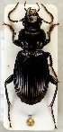  (Pterostichus aethiops - ZMUO.024326)  @15 [ ] CreativeCommons - Attribution Non-Commercial (2015) Marko Mutanen University of Oulu