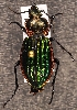  (Carabus nitens - ZMUO.025441)  @14 [ ] CreativeCommons - Attribution Non-Commercial (2016) Marko Mutanen University of Oulu