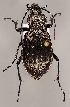  (Carabus hortensis - ZMUO.026397)  @15 [ ] CreativeCommons - Attribution Non-Commercial (2016) Marko Mutanen University of Oulu