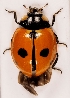  (Coccinella quinquepunctata - ZMUO.026490)  @14 [ ] CreativeCommons - Attribution Non-Commercial (2016) Marko Mutanen University of Oulu