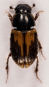  (Melinopterus prodromus - ZMUO.027862)  @14 [ ] CreativeCommons - Attribution Non-Commercial (2016) Marko Mutanen University of Oulu