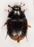  (Sphaeridium bipustulatum - ZMUO.027872)  @14 [ ] CreativeCommons - Attribution Non-Commercial (2016) Marko Mutanen University of Oulu
