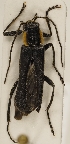  (Cantharis obscura - ZMUO.028485)  @13 [ ] CreativeCommons - Attribution Non-Commercial (2016) Marko Mutanen University of Oulu
