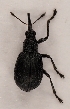  (Oxystoma subulatum - ZMUO.028663)  @13 [ ] CreativeCommons - Attribution Non-Commercial (2016) Marko Mutanen University of Oulu
