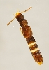  (Anomognathus - ZMUO.028732)  @13 [ ] CreativeCommons - Attribution Non-Commercial (2016) Marko Mutanen University of Oulu
