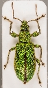  (Phyllobius arborator - ZMUO.028786)  @14 [ ] CreativeCommons - Attribution Non-Commercial (2016) Marko Mutanen University of Oulu