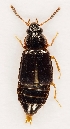  (Phyllodrepa nigra - ZMUO.028808)  @13 [ ] CreativeCommons - Attribution Non-Commercial (2016) Marko Mutanen University of Oulu