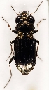  (Notiophilus palustris - ZMUO.028823)  @14 [ ] CreativeCommons - Attribution Non-Commercial (2016) Marko Mutanen University of Oulu