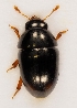  (Olibrus bimaculatus - ZMUO.028858)  @13 [ ] CreativeCommons - Attribution Non-Commercial (2016) Marko Mutanen University of Oulu