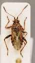  (Stictopleurus crassicornis - ZMUO.029063)  @13 [ ] CreativeCommons - Attribution Non-Commercial (2016) Marko Mutanen University of Oulu