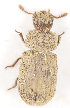  ( - ZMUO.029283)  @11 [ ] CreativeCommons - Attribution Non-Commercial (2017) Marko Mutanen University of Oulu