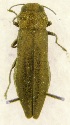  (Agrilus paludicola - MP00077)  @11 [ ] CreativeCommons - Attribution Non-Commercial (2013) Marko Mutanen University of Oulu