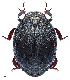  ( - 1018729)  @11 [ ] Unspecified (default): All Rights Reserved (2022) Unspecified Institute of Ecology, Ilia State University