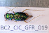  (Tetracha sobrina - BC2_CIC_GFR_019)  @11 [ ] CC-By (2022) Pierre-Henri Dalens Research collection of Pierre-Henri Dalens