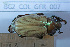  ( - BC2_COL_GFR_007)  @11 [ ] CC-By (2022) Pierre-Henri Dalens Research collection of Pierre-Henri Dalens