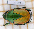  ( - JT-GF-190)  @11 [ ] CC-By (2021) Julien Touroult Muséum national d'histoire naturelle, Paris