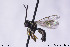  (Diplazon varicoxa - CollHH100)  @12 [ ] CreativeCommons - Attribution Non-Commercial (2018) Hakon Haraldseide NTNU University Museum, Department of Natural History