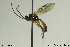  ( - CollHH1046)  @13 [ ] CreativeCommons - Attribution Non-Commercial Share-Alike (2018) Hakon Haraldseide NTNU University Museum, Department of Natural History