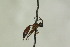  ( - CollHH1068)  @12 [ ] Creative Commons  Attribution Non-Commercial Share-Alike (2018) Hakon Haraldseide Unspecified