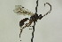  (Gelis sanguinipectus - CollHH1079)  @12 [ ] Creative Commons  Attribution Non-Commercial Share-Alike (2018) Hakon Haraldseide Unspecified