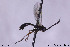  (Homotropus nigrolineatus - CollHH109)  @13 [ ] CreativeCommons - Attribution Non-Commercial Share-Alike (2018) Hakon Haraldseide NTNU University Museum, Department of Natural History