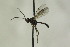  (Gelis cayennator - CollHH1095)  @13 [ ] Creative Commons  Attribution Non-Commercial Share-Alike (2018) Hakon Haraldseide Unspecified
