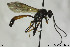  (Cosmoconus meridionator - CollHH117)  @12 [ ] CreativeCommons - Attribution Non-Commercial Share-Alike (2018) Hakon Haraldseide NTNU University Museum, Department of Natural History