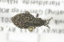  ( - CollHH1360)  @11 [ ] Creative Commons  Attribution Non-Commercial Share-Alike (2018) Hakon Haraldseide Unspecified
