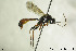  ( - CollHH137)  @13 [ ] CreativeCommons - Attribution Non-Commercial Share-Alike (2018) Hakon Haraldseide NTNU University Museum, Department of Natural History