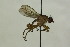  (Pherbellia scutellaris - CollHH1410)  @11 [ ] Creative Commons  Attribution Non-Commercial Share-Alike (2018) Hakon Haraldseide Unspecified