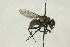  (Hydrotaea pellucens - CollHH1502)  @13 [ ] Creative Commons  Attribution Non-Commercial Share-Alike (2018) Hakon Haraldseide Unspecified