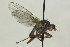  (Gymnomus caesius - CollHH1588)  @13 [ ] Creative Commons  Attribution Non-Commercial Share-Alike (2018) Hakon Haraldseide Unspecified