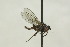  ( - CollHH1595)  @13 [ ] Creative Commons  Attribution Non-Commercial Share-Alike (2018) Hakon Haraldseide Unspecified