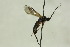  (Aleiodes rugulosus - CollHH1599)  @13 [ ] Creative Commons  Attribution Non-Commercial Share-Alike (2018) Hakon Haraldseide Unspecified