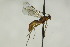  (Aleiodes similis - CollHH1606)  @12 [ ] Creative Commons  Attribution Non-Commercial Share-Alike (2018) Hakon Haraldseide Unspecified