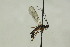  (Aleiodes nigricornis - CollHH1608)  @12 [ ] Creative Commons  Attribution Non-Commercial Share-Alike (2018) Hakon Haraldseide Unspecified