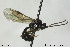  ( - CollHH161)  @13 [ ] CreativeCommons - Attribution Non-Commercial Share-Alike (2018) Hakon Haraldseide NTNU University Museum, Department of Natural History