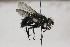  (Gymnocheta magna - CollHH1629)  @13 [ ] Creative Commons  Attribution Non-Commercial Share-Alike (2018) Hakon Haraldseide Unspecified
