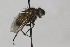  ( - CollHH1633)  @11 [ ] Creative Commons  Attribution Non-Commercial Share-Alike (2018) Hakon Haraldseide Unspecified
