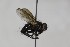  ( - CollHH1637)  @11 [ ] Creative Commons  Attribution Non-Commercial Share-Alike (2018) Hakon Haraldseide Unspecified
