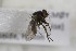  (Entomophaga - CollHH1656)  @11 [ ] Creative Commons  Attribution Non-Commercial Share-Alike (2018) Hakon Haraldseide Unspecified