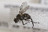  ( - CollHH1716)  @11 [ ] Creative Commons  Attribution Non-Commercial Share-Alike (2018) Hakon Haraldseide Unspecified