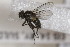  ( - CollHH1718)  @11 [ ] Creative Commons  Attribution Non-Commercial Share-Alike (2018) Hakon Haraldseide Unspecified