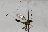  (Lissonota biguttata - CollHH1756)  @12 [ ] Creative Commons  Attribution Non-Commercial Share-Alike (2018) Hakon Haraldseide Unspecified