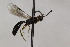  (Microleptes splendidulus - CollHH1759)  @12 [ ] Creative Commons  Attribution Non-Commercial Share-Alike (2018) Hakon Haraldseide Unspecified