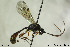  (Exyston genalis - CollHH180)  @11 [ ] CreativeCommons - Attribution Non-Commercial Share-Alike (2018) Hakon Haraldseide NTNU University Museum, Department of Natural History
