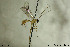  ( - CollHH183)  @13 [ ] CreativeCommons - Attribution Non-Commercial Share-Alike (2018) Hakon Haraldseide NTNU University Museum, Department of Natural History
